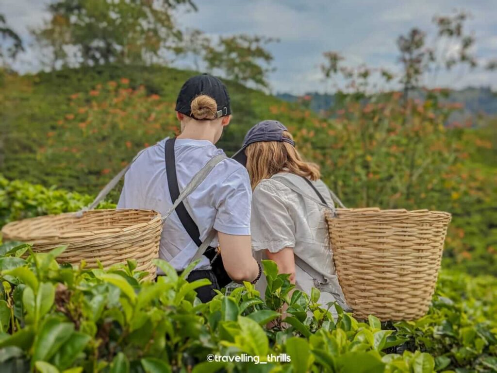 סיור במטע ובמפעל תה