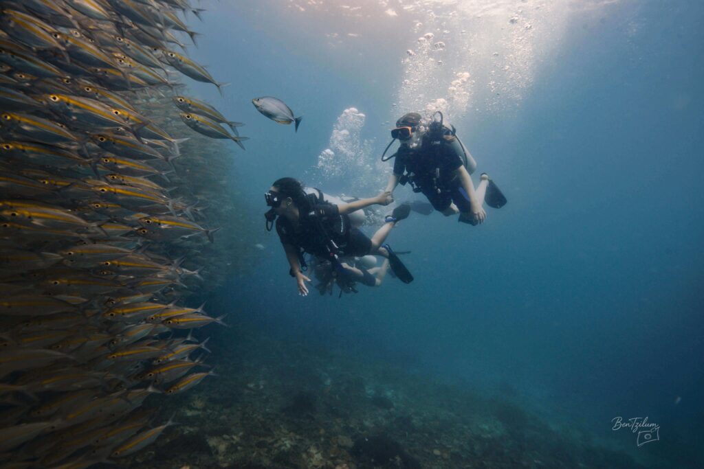 צלילות וצילום ימי בקו טאו